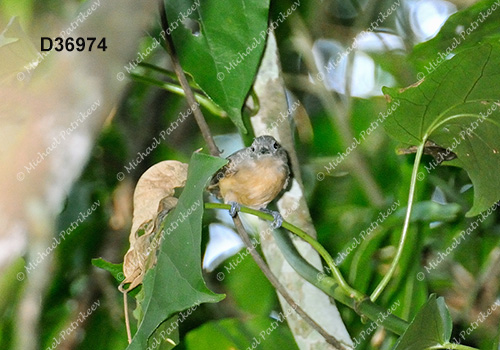 Silvery-flanked Antwren (Myrmotherula luctuosa)